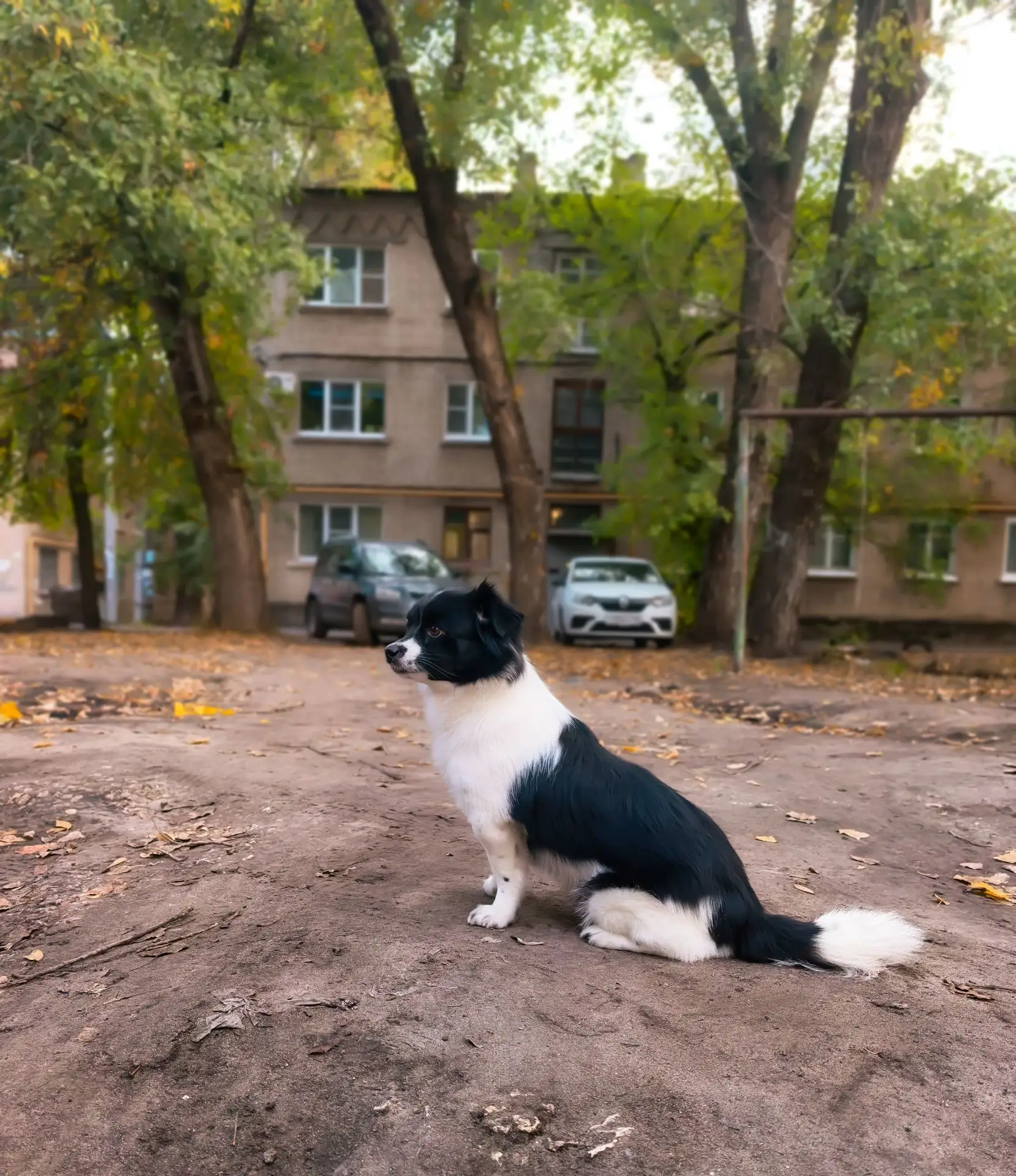 Погуляли с утра Челси , 🙈собака счастлива , ей тут во дворе , весело , 🥳 она бегает в...
