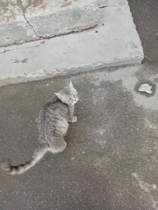 Короче, помогаем 🐾

В Ульяновске ищут дом для кошки Мурыси. Когда-то она явно была домашней, но по 