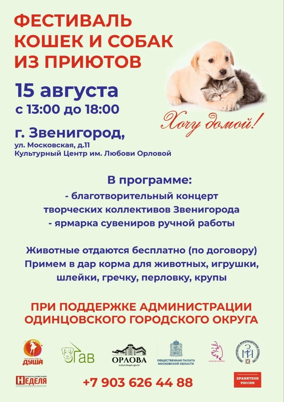 🐈 Благотворительный фестиваль кошек и собак из приютов в Звенигороде 🐕