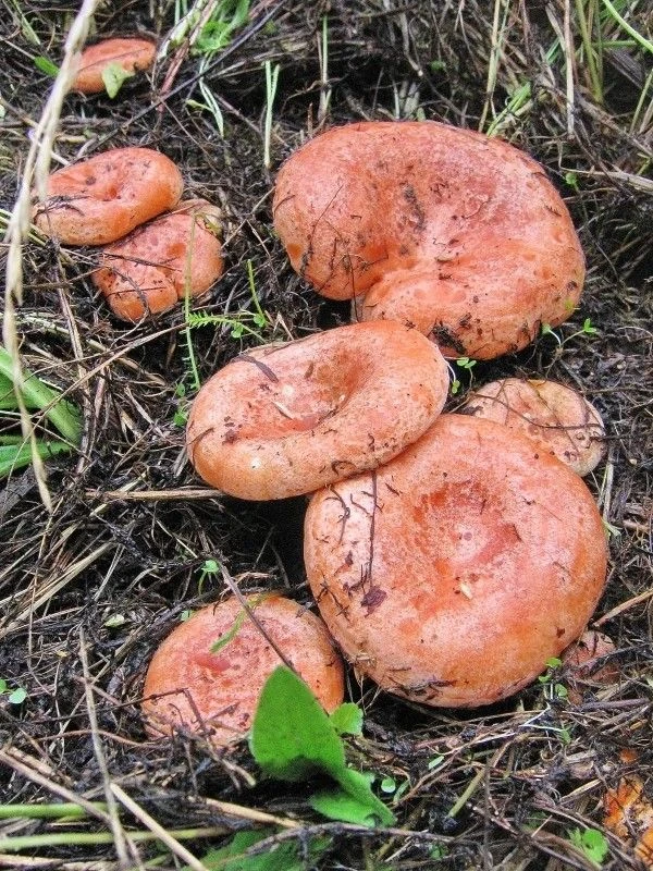 🍄‍🟫 Когда пойдут рыжики: гид для грибников