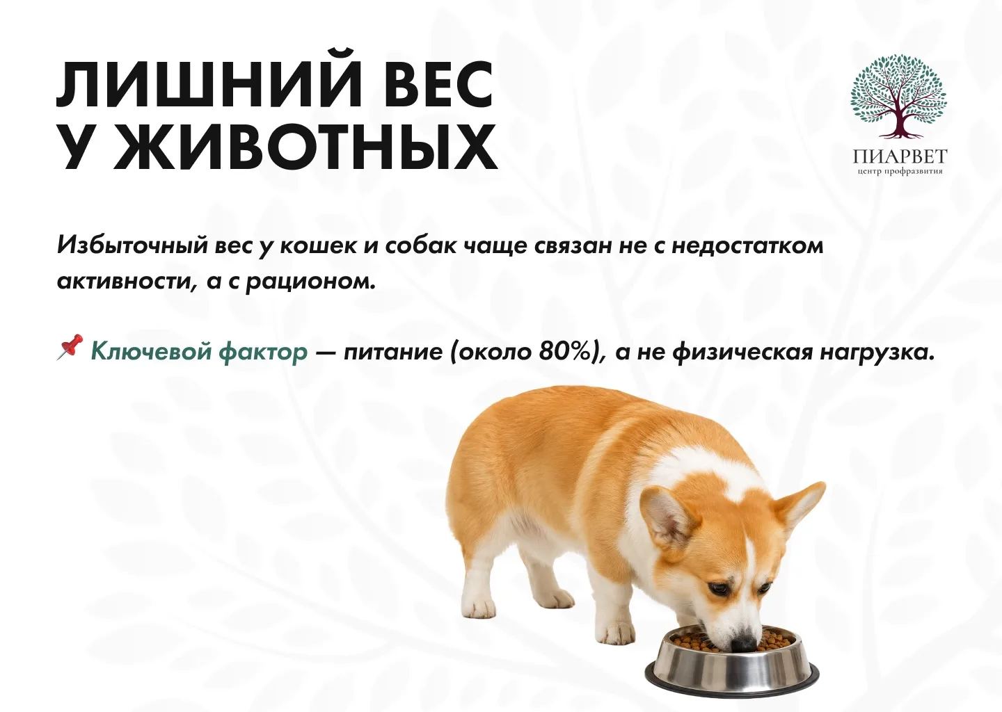 «Просто больше гуляйте с собакой» — совет, который редко решает проблему лишнего веса.