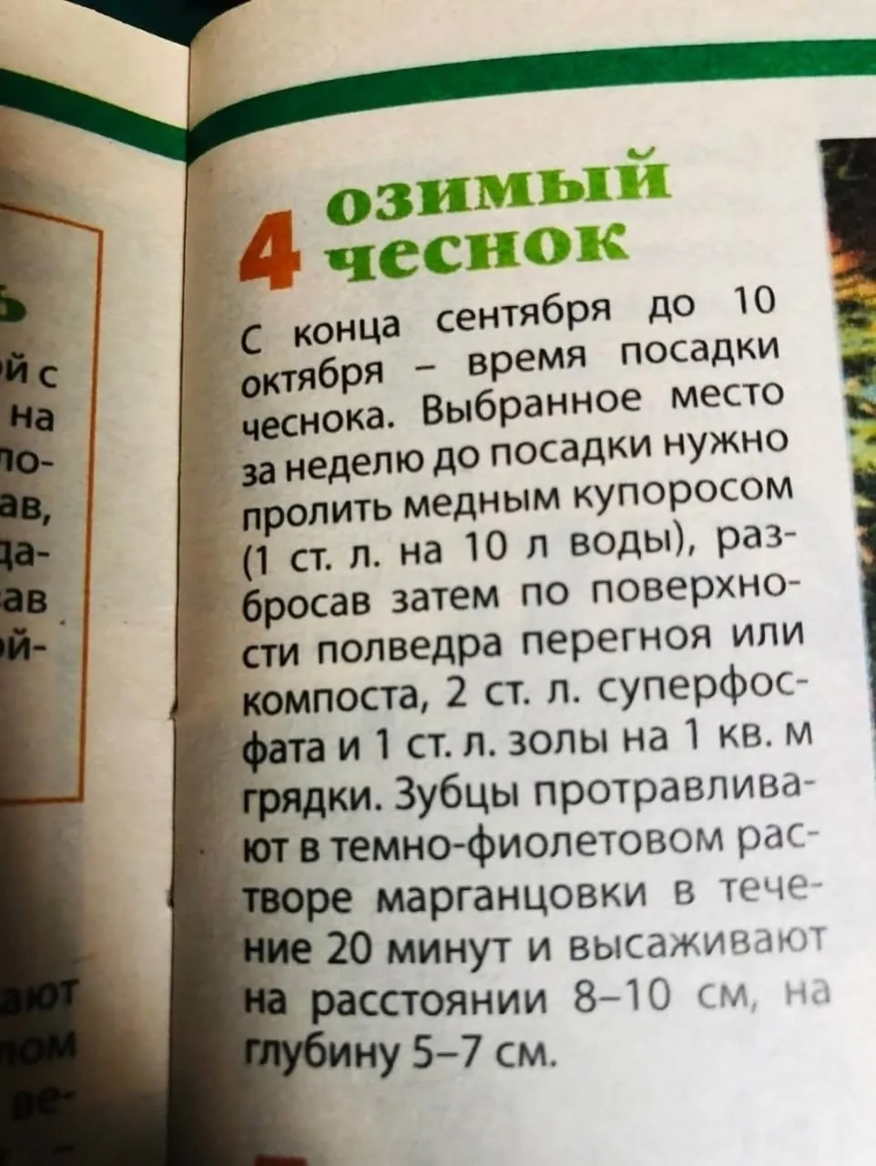 Обязательно сохраните эту памятку по посадке озимого чеснока.