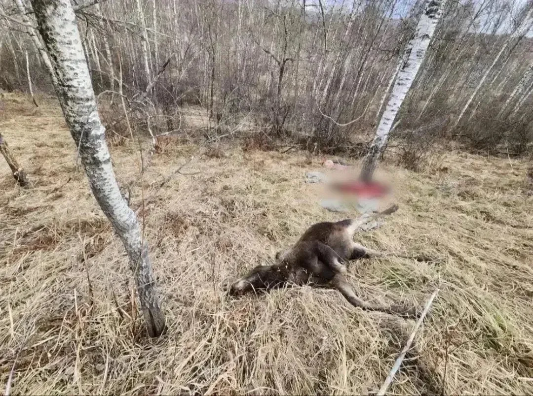 Абаканец приехал в Курагино на рыбалку, а уехал с уголовным делом и штрафом в 800 тысяч

Житель Абак