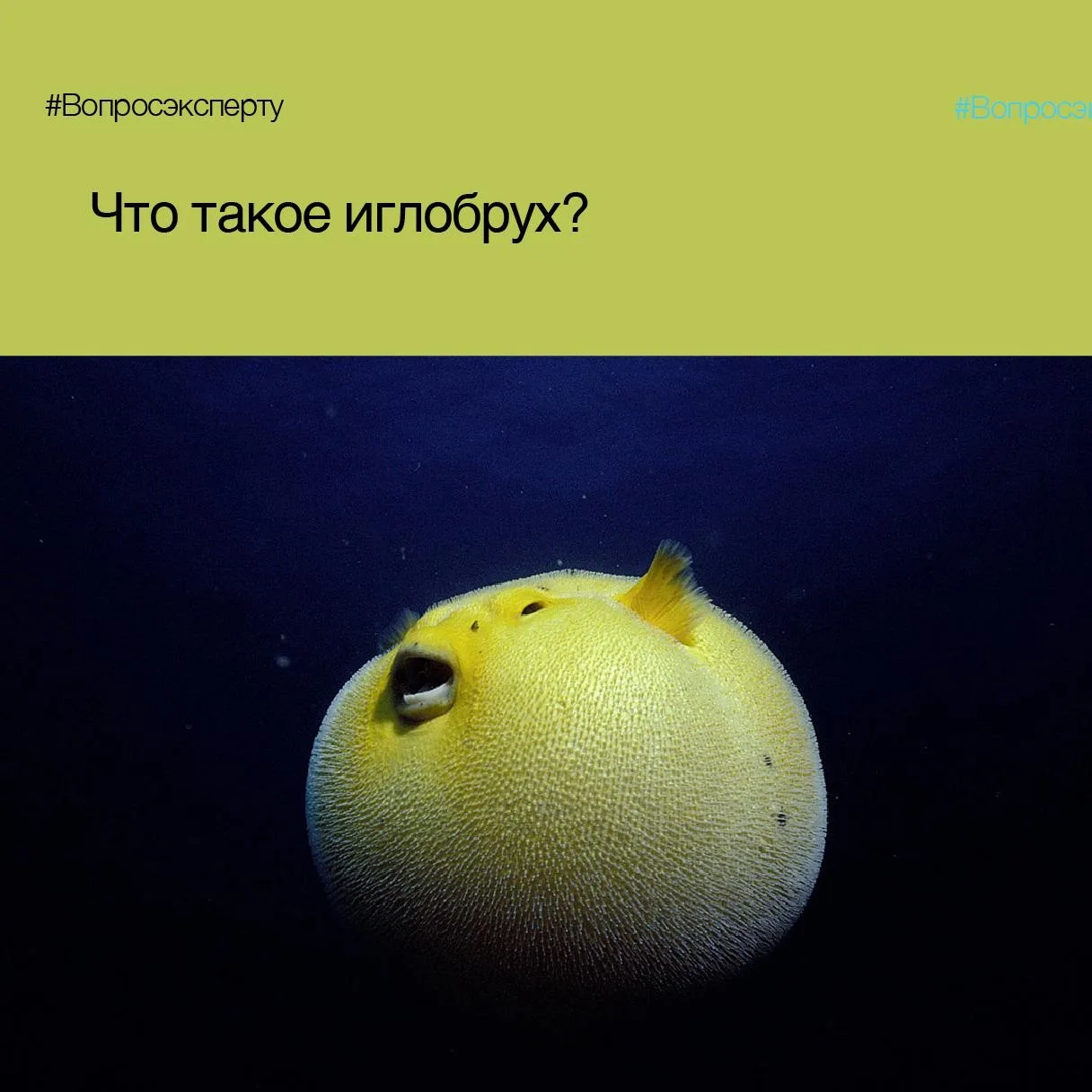 #Вопрос_эксперту: Что такое иглобрух?