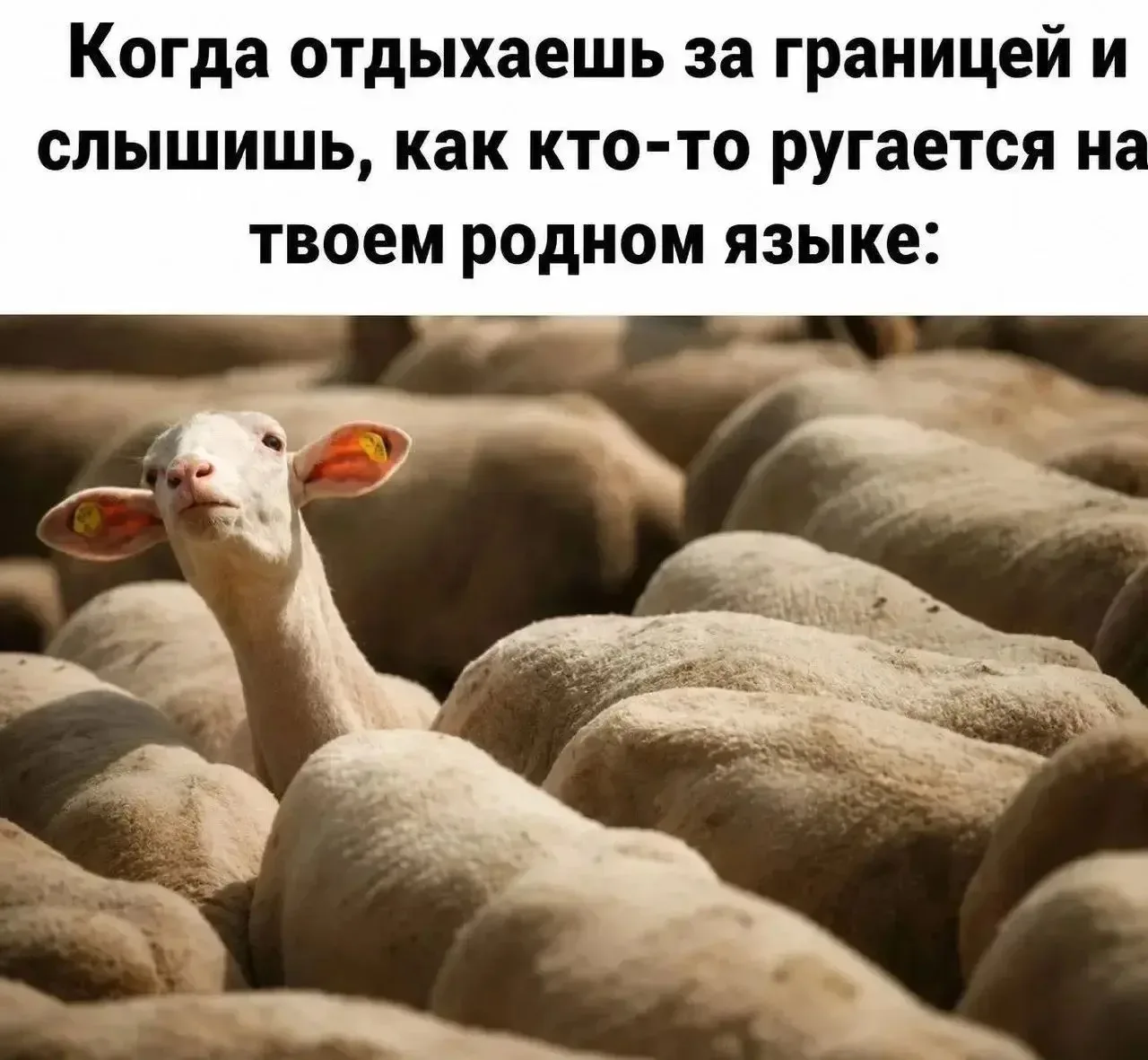 Трудности перевода и 17 килограммов сокровищ