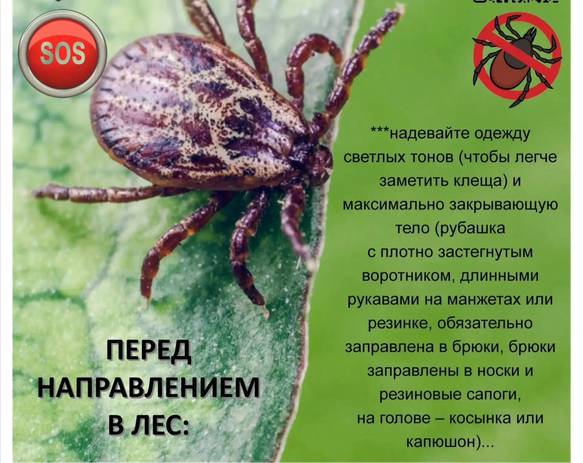 ❗Весенняя угроза: как защититься от укусов клещей  С наступлением весны и пробуждением природы возра