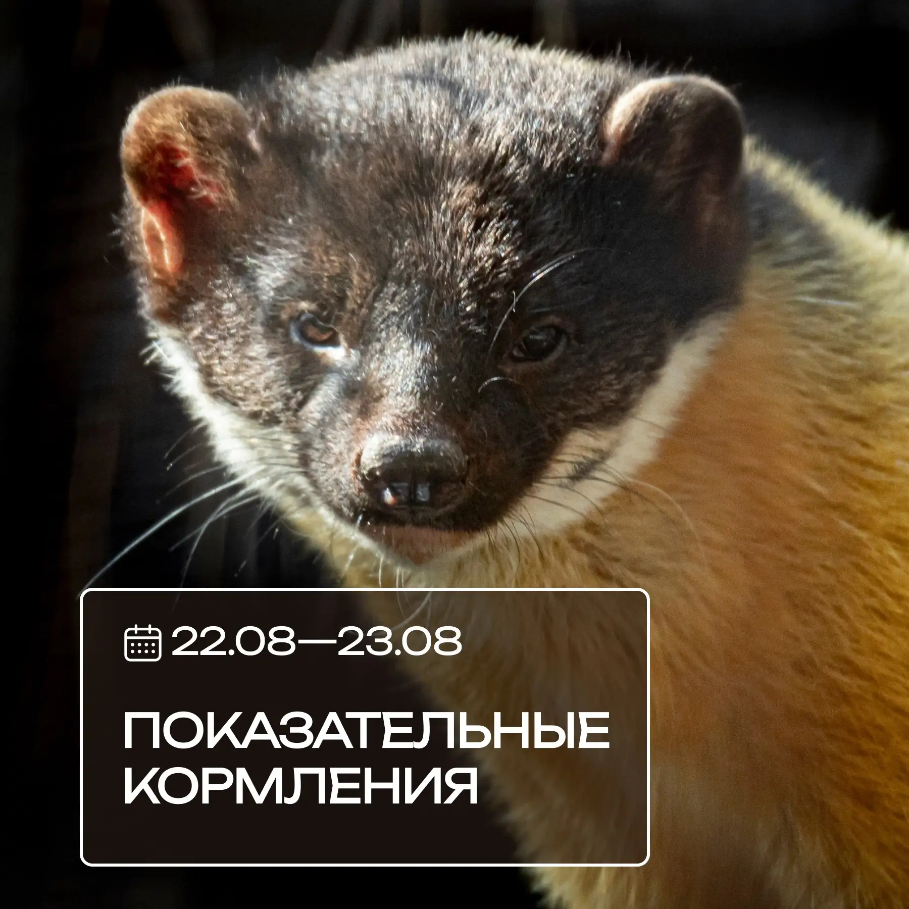Друзья, приглашаем вас на показательные кормления в эти выходные! 🍎
