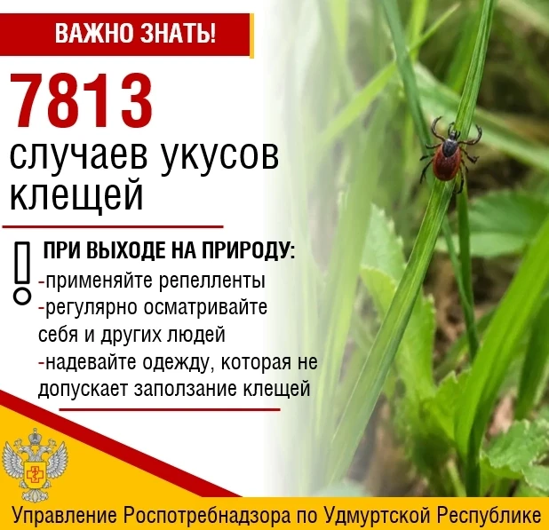 🕷В Удмуртии с начала 2026 года зарегистрировано 7 813 случаев присасывания клещей
🕷Большинство слу