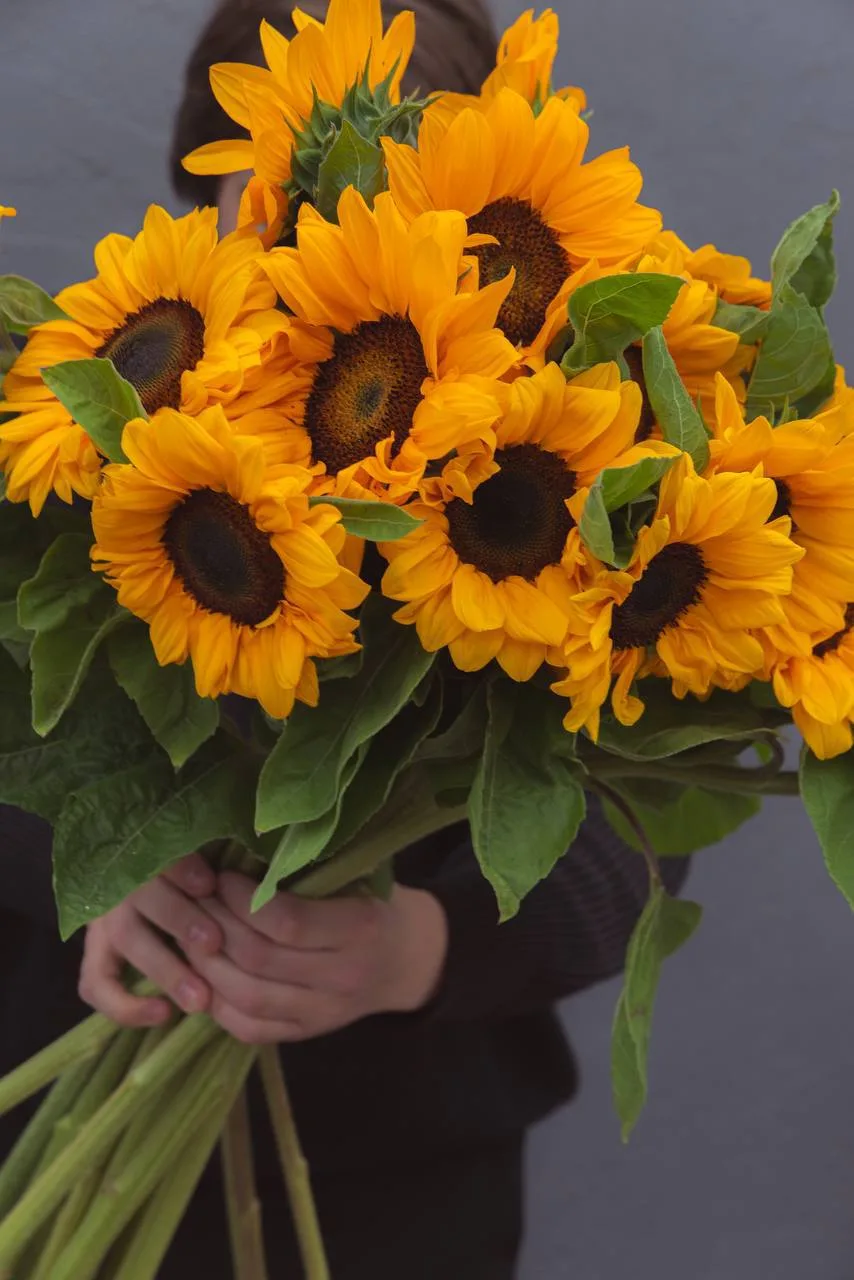 Подсолнухи 🌻