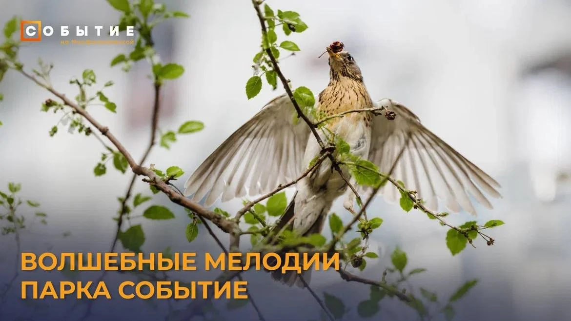🎶 Иногда лучший плейлист создаёт сама природа

В парке «Событие» на Мосфильмовской можно услышать н