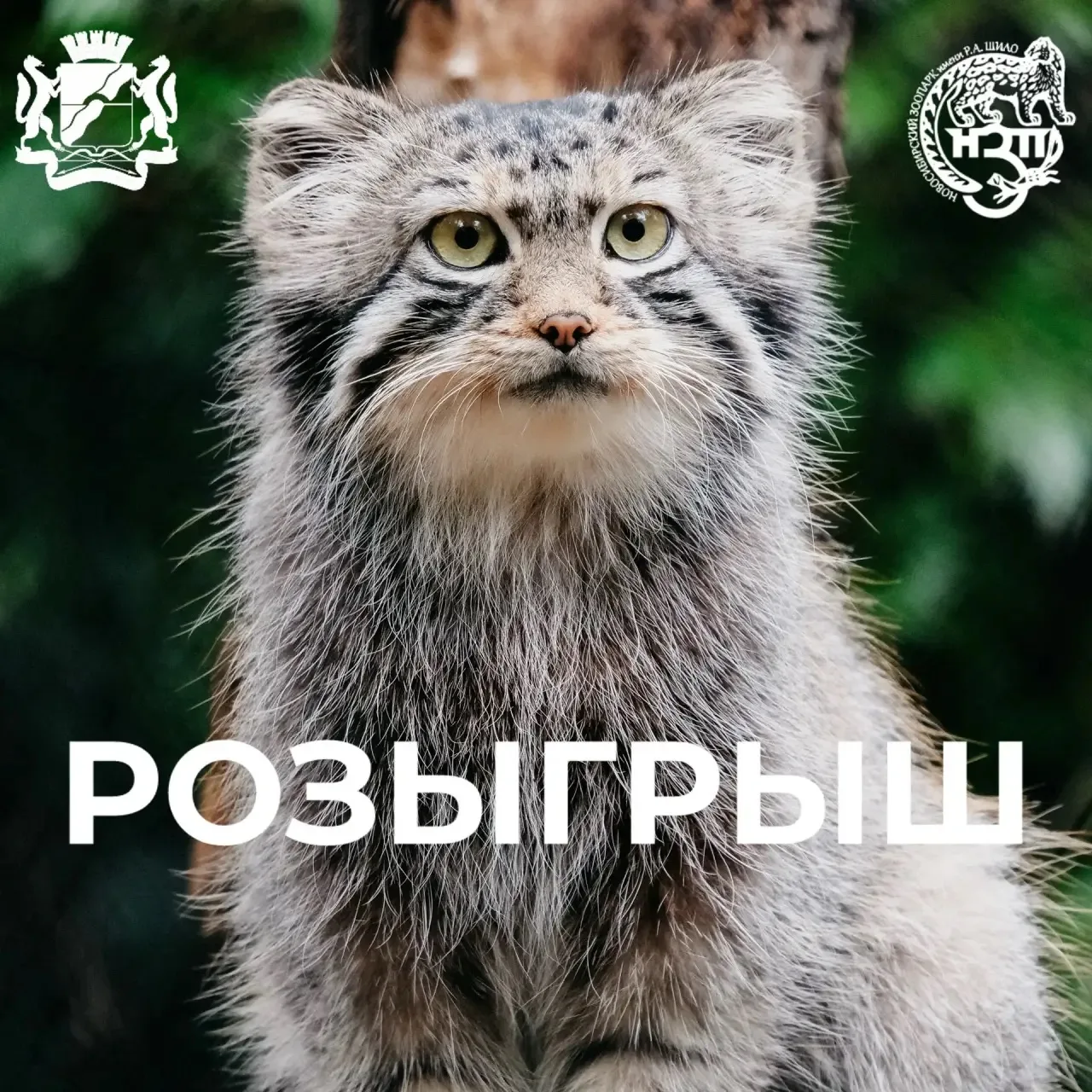 Дорогие друзья!