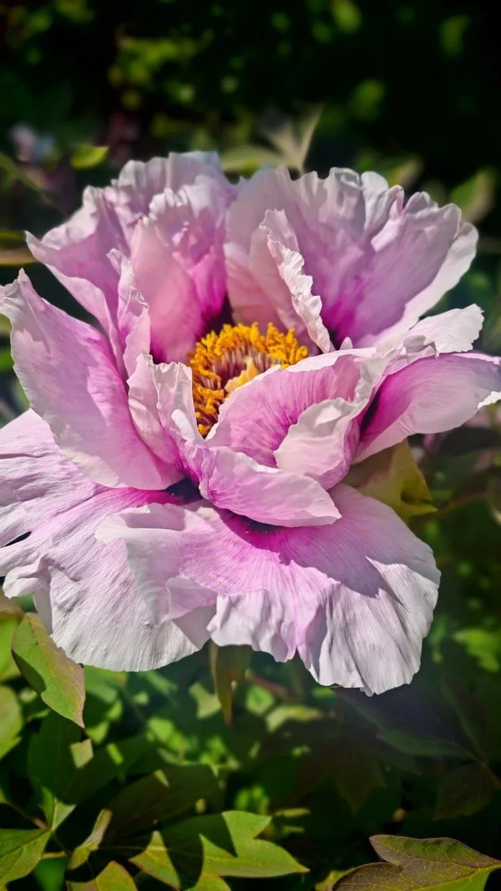 🌸🌿 В Ботаническом саду зацвели древовидные пионы. Настоящая цветочная роскошь  Крупные бутоны, насыщ