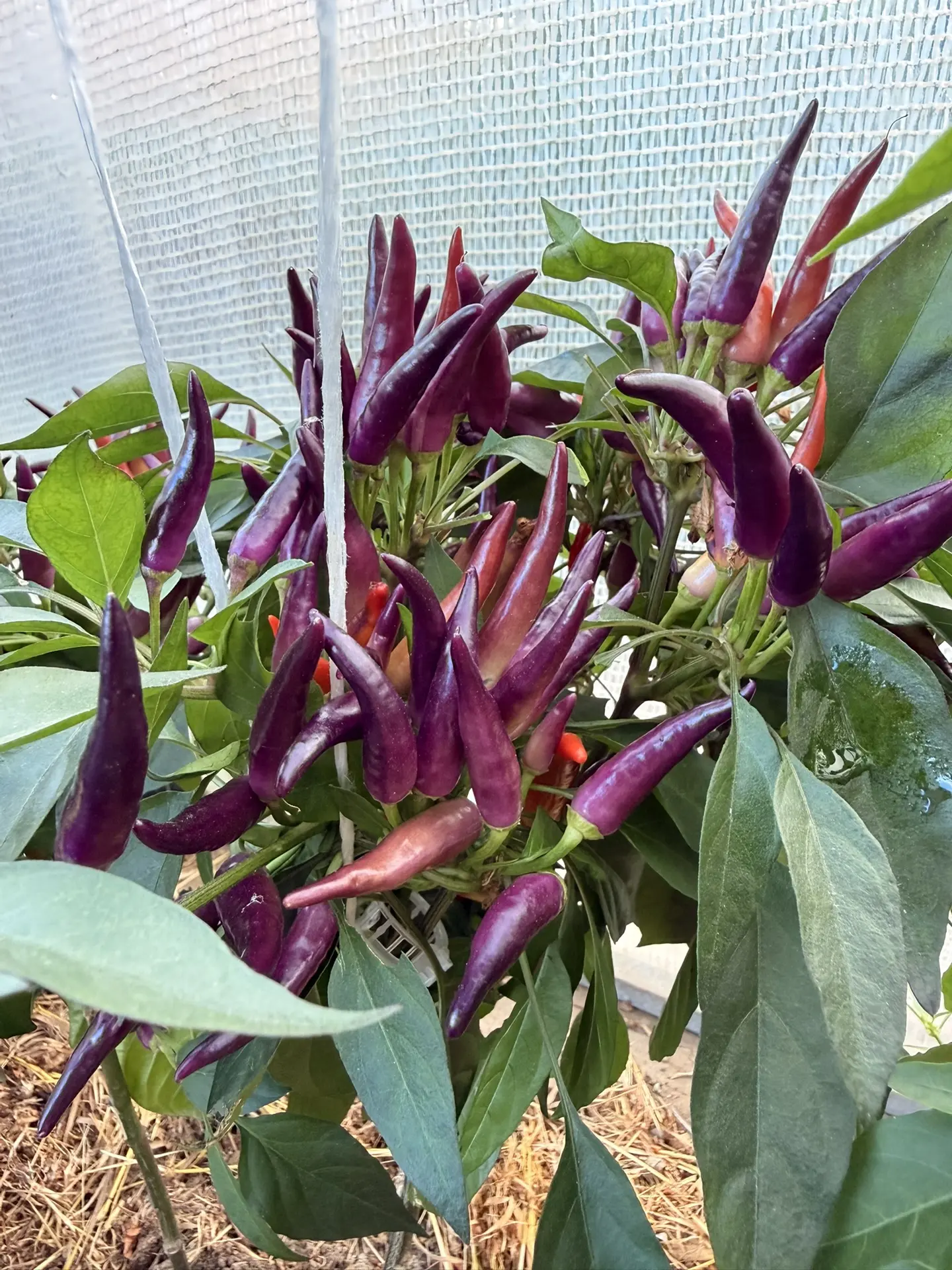 🌶️🌶️🌶️В ОСТРУЮ ТЕМУ