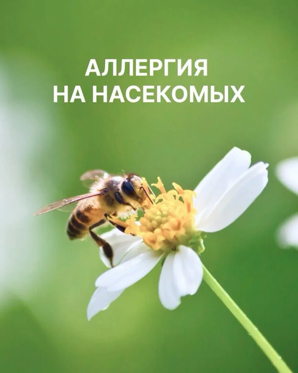 ⚠️ Летом мы сталкиваемся с аллергенами, которые ухудшают самочувствие, провоцируют обострение поллин