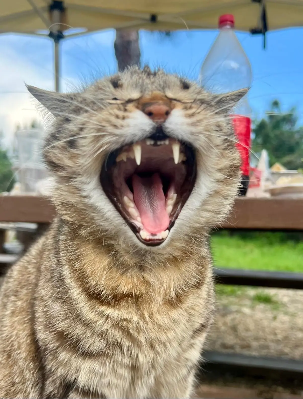 😼 Почему квартиру с кошкой (или двумя) продать в 2 раза сложнее?

Казалось бы — милые пушистики, чт