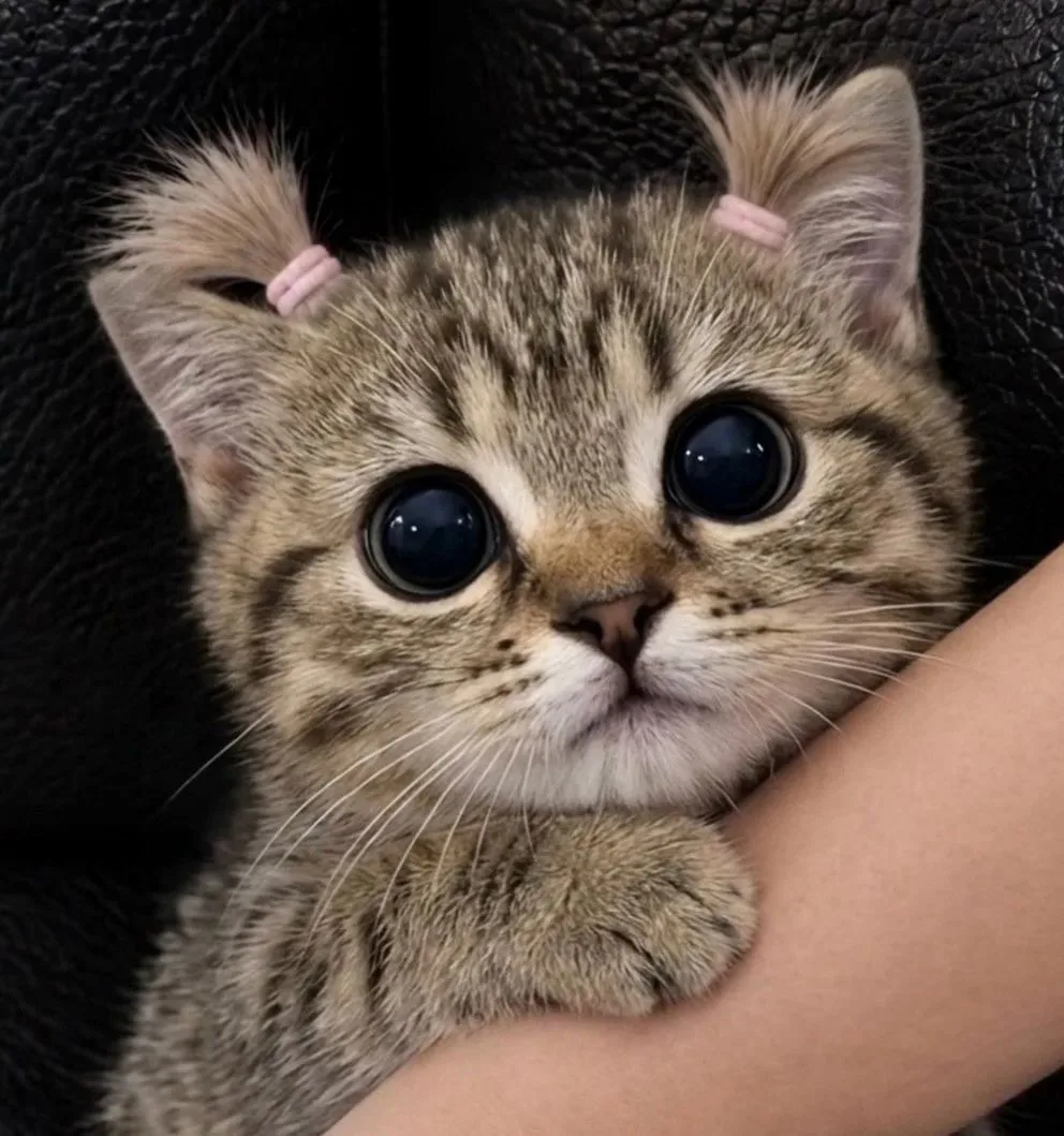 Напоминаем про конкурс 🐾

Уже 18 участников, игрушки ждут своих хозяев! 🧸

Как участвовать:
1️⃣ По