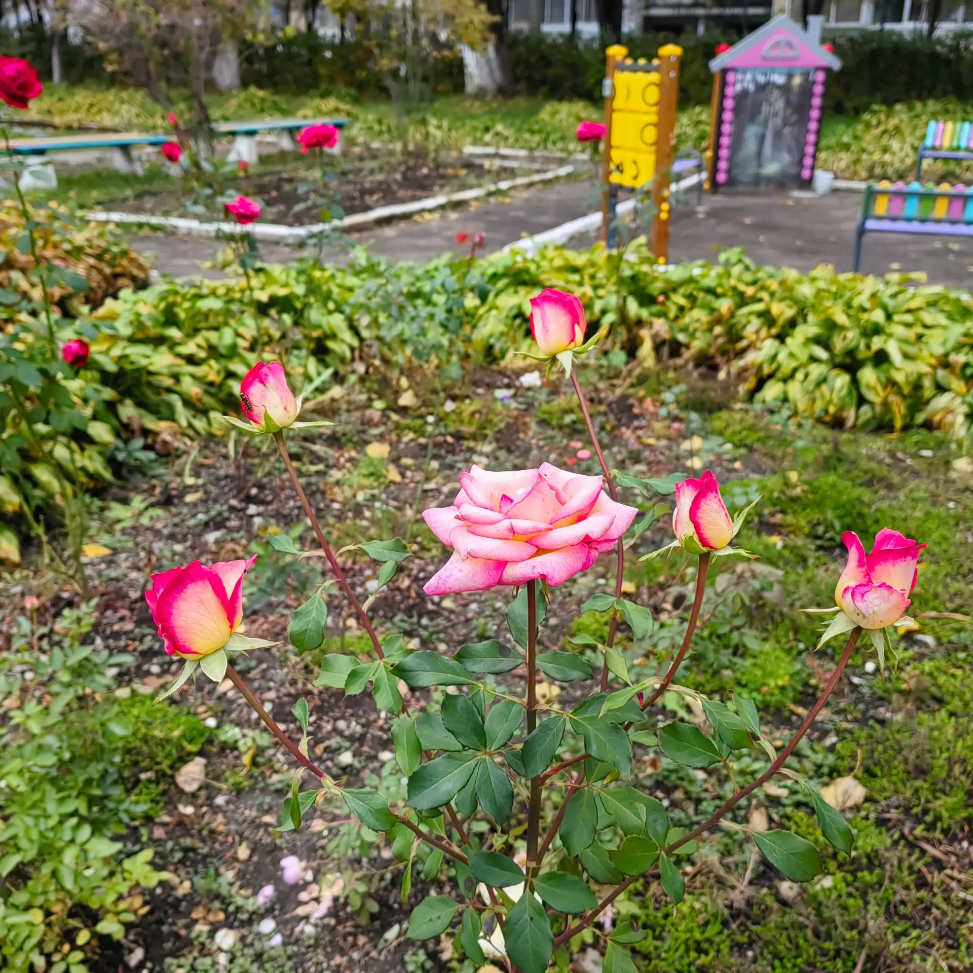 🍁🌹🍁 Осенняя сказка в "АБВГДейке"