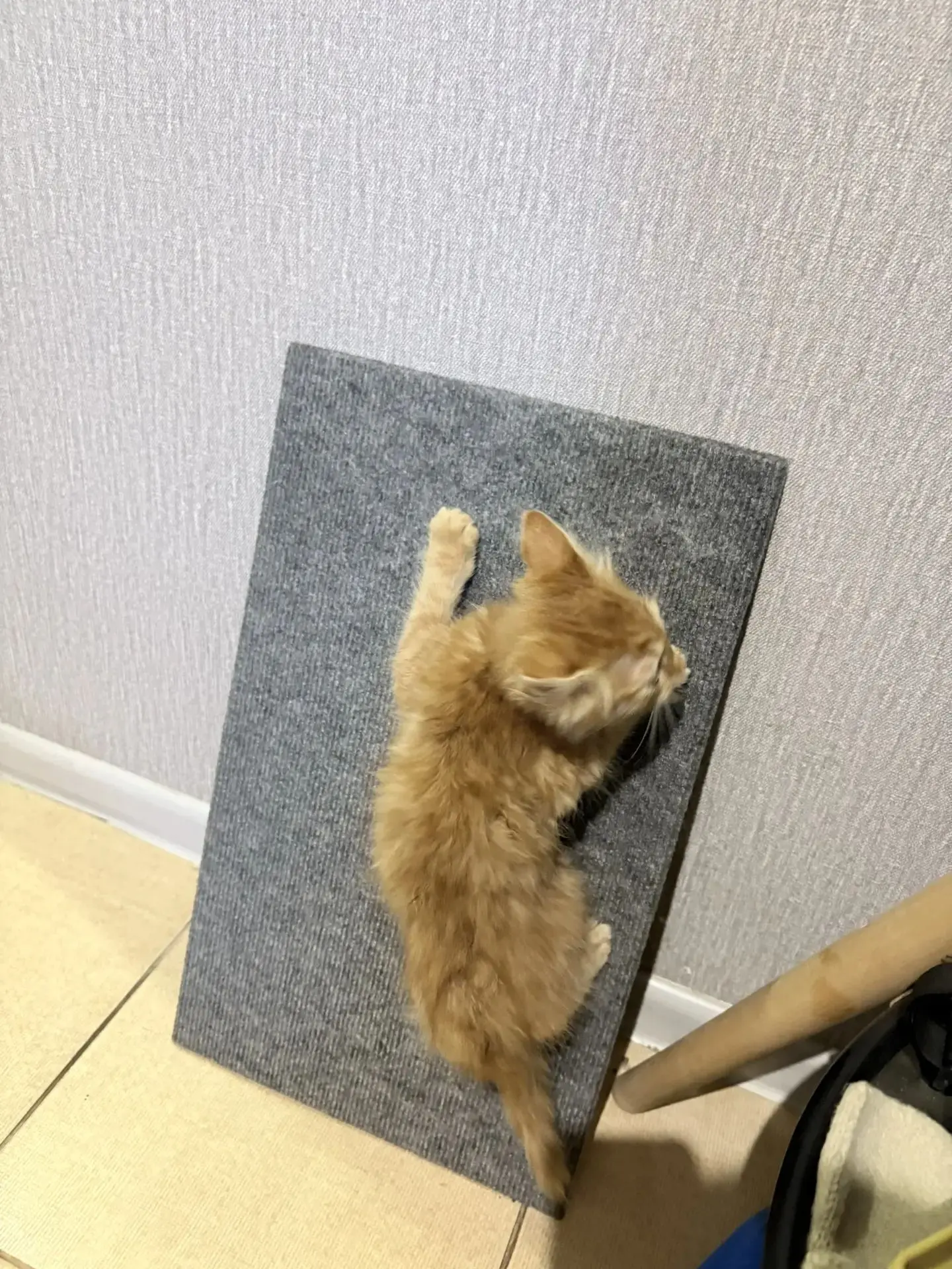 Срочно отдам в хорошие руки кота 2 месяца. Началась аллергия, и не нашел общий язык с с...