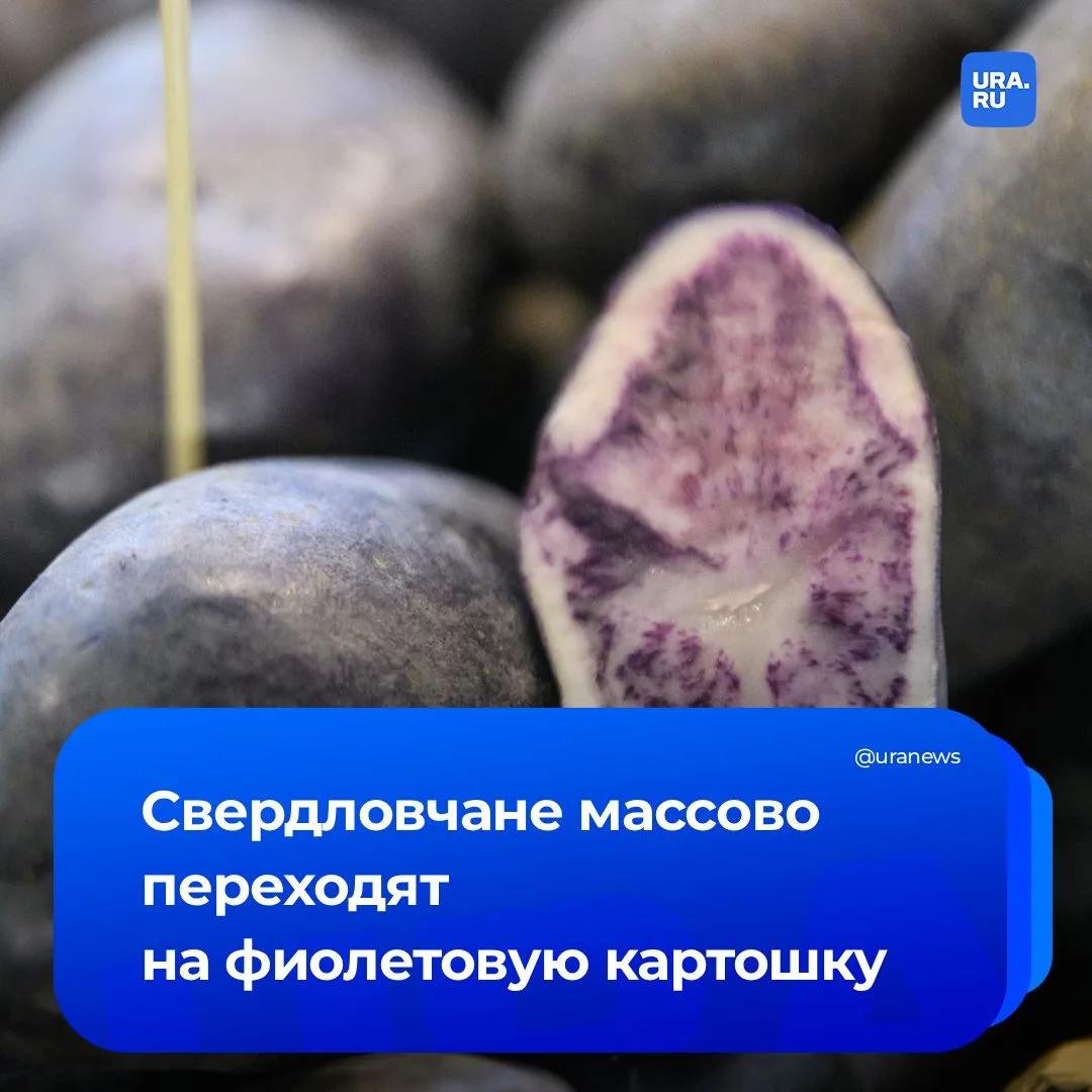 Фиолетовая картошка и экзотическая кукуруза: уральские селекционеры вывели сорт картофеля «Багира», 