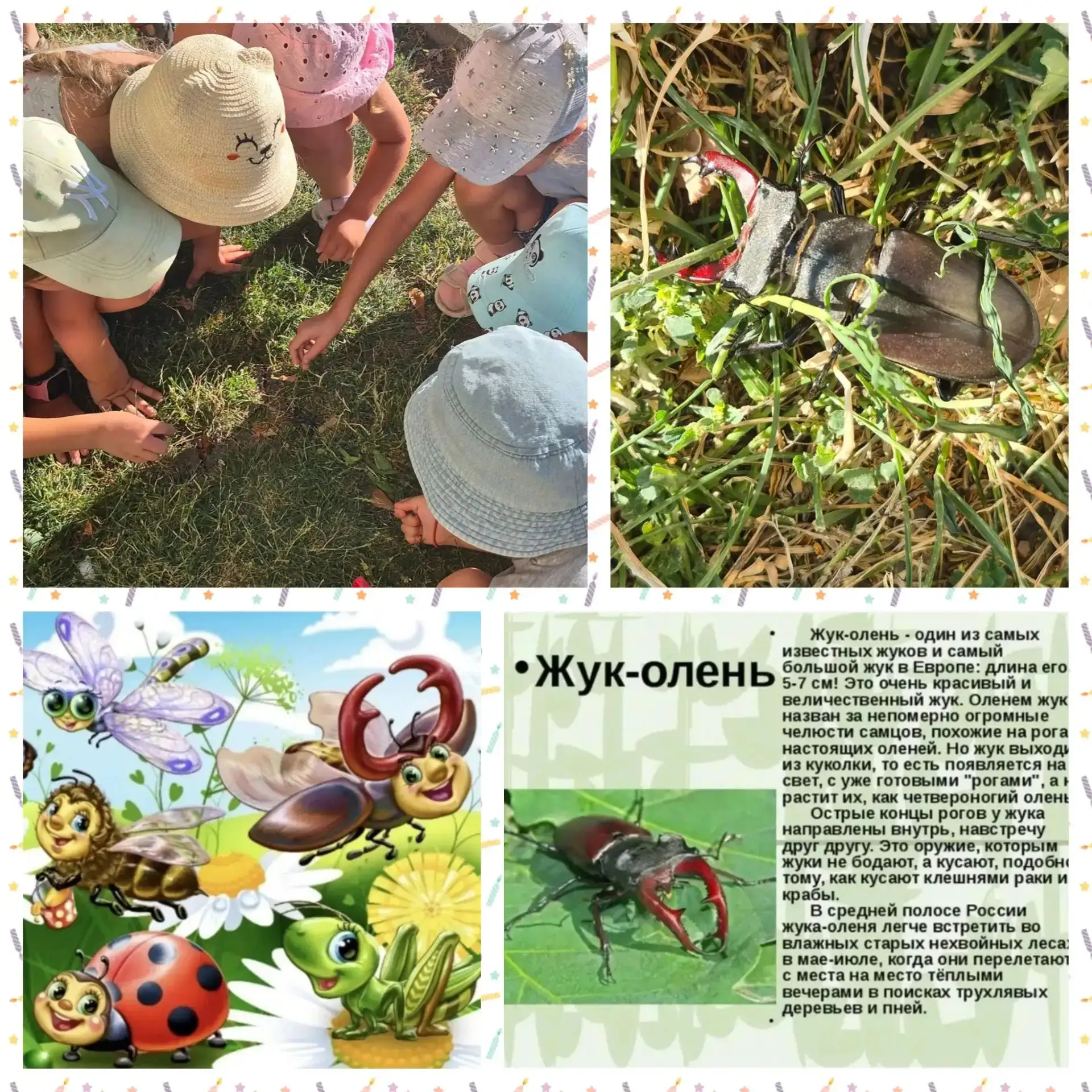 Лето - самая подходящая пора знакомиться с насекомыми.
