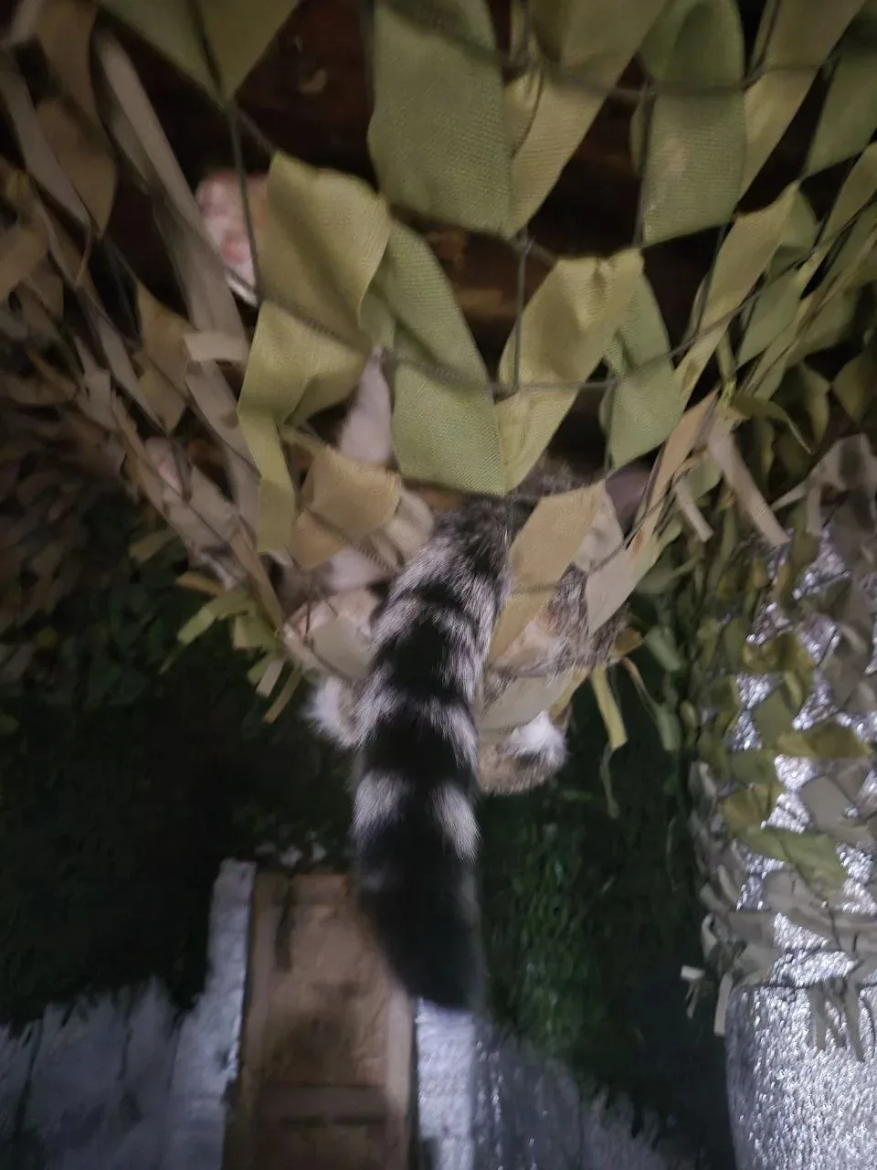 😾 За хвост не дёргать Он мне ещё пригодится!