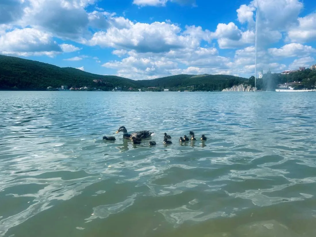 А у нас на озере… сезон утят! 🐥😍

Кряквы в озере Абрау живут круглый год, никуда не улетают, гнезд