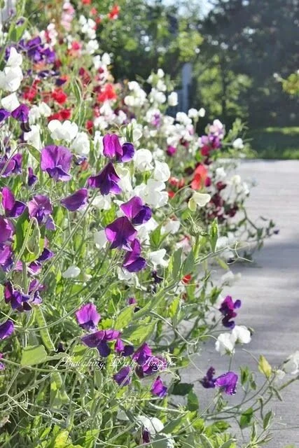 🌸Душистый горошек