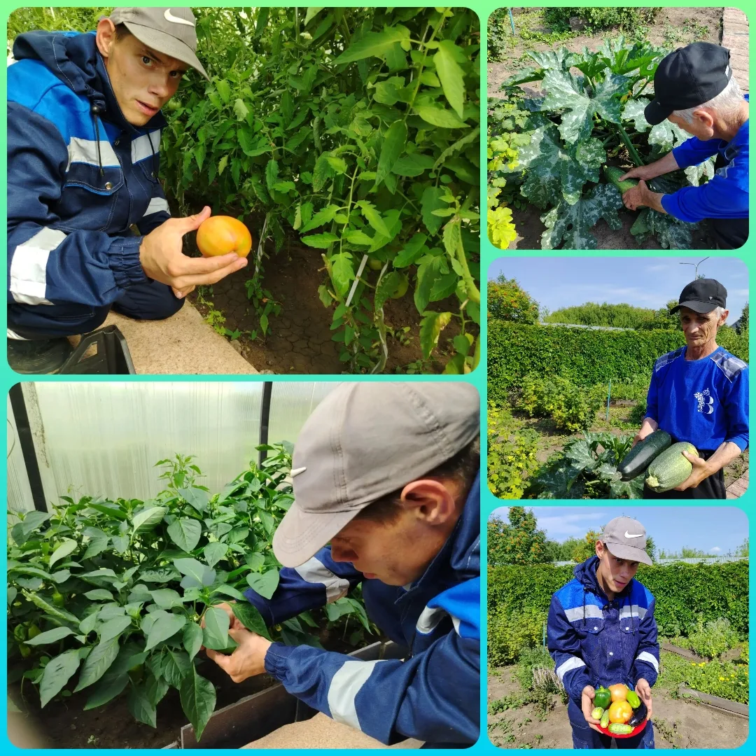 🍅🍆Сбор урожая — важный этап реабилитации🥒🌶

🔹Работа в теплицах и на грядках помогает получателя