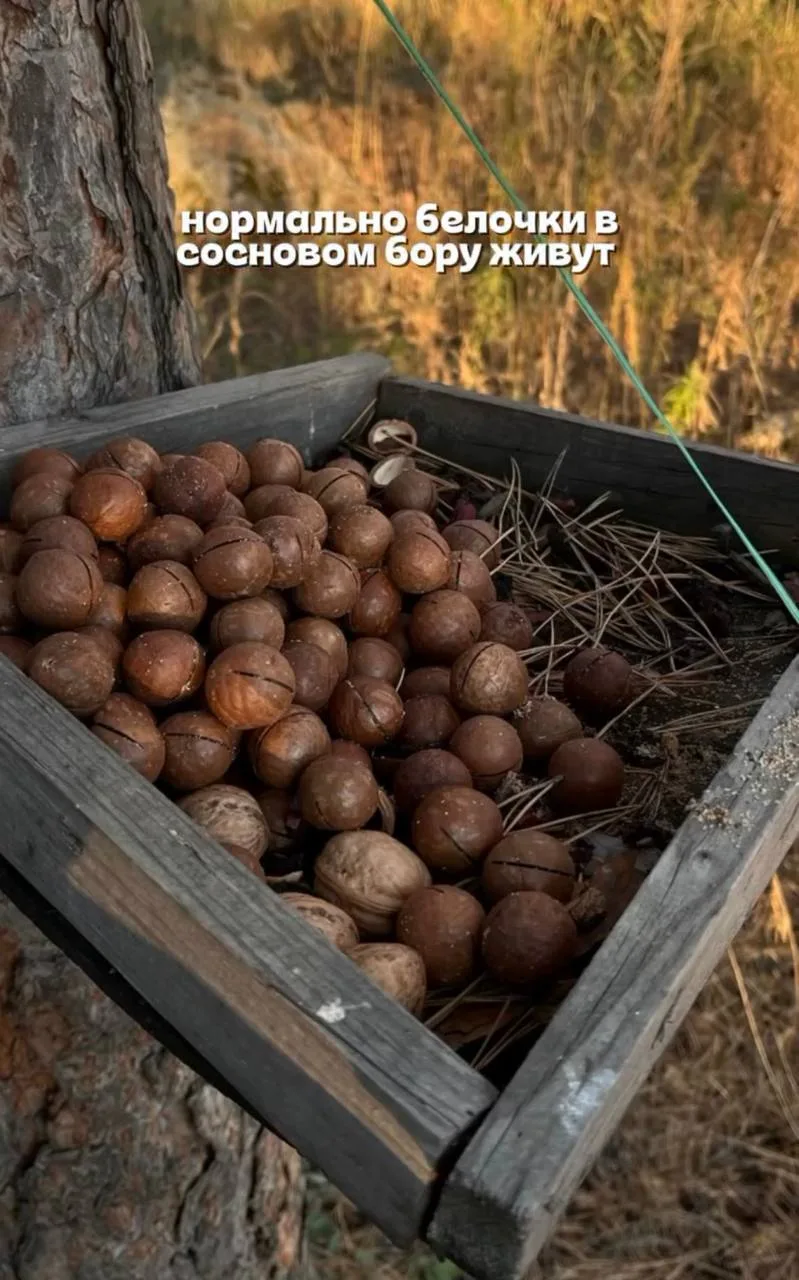 🫢Белочки питаются самыми дорогими орехами в Сосновом Бору