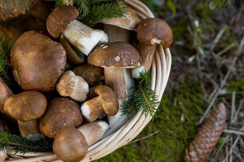 🍄 Сегодня в России отмечают день белого гриба. Грибы – уникальный дар природы, они не ...