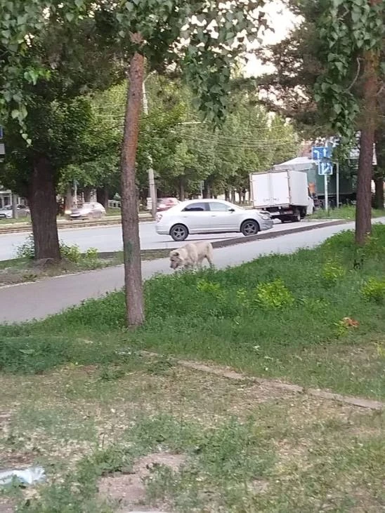 😱Агрессивный алабай убивает других животных в Барнауле