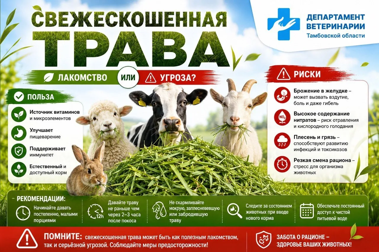 ❓Свежескошенная трава: летнее лакомство или скрытая угроза?