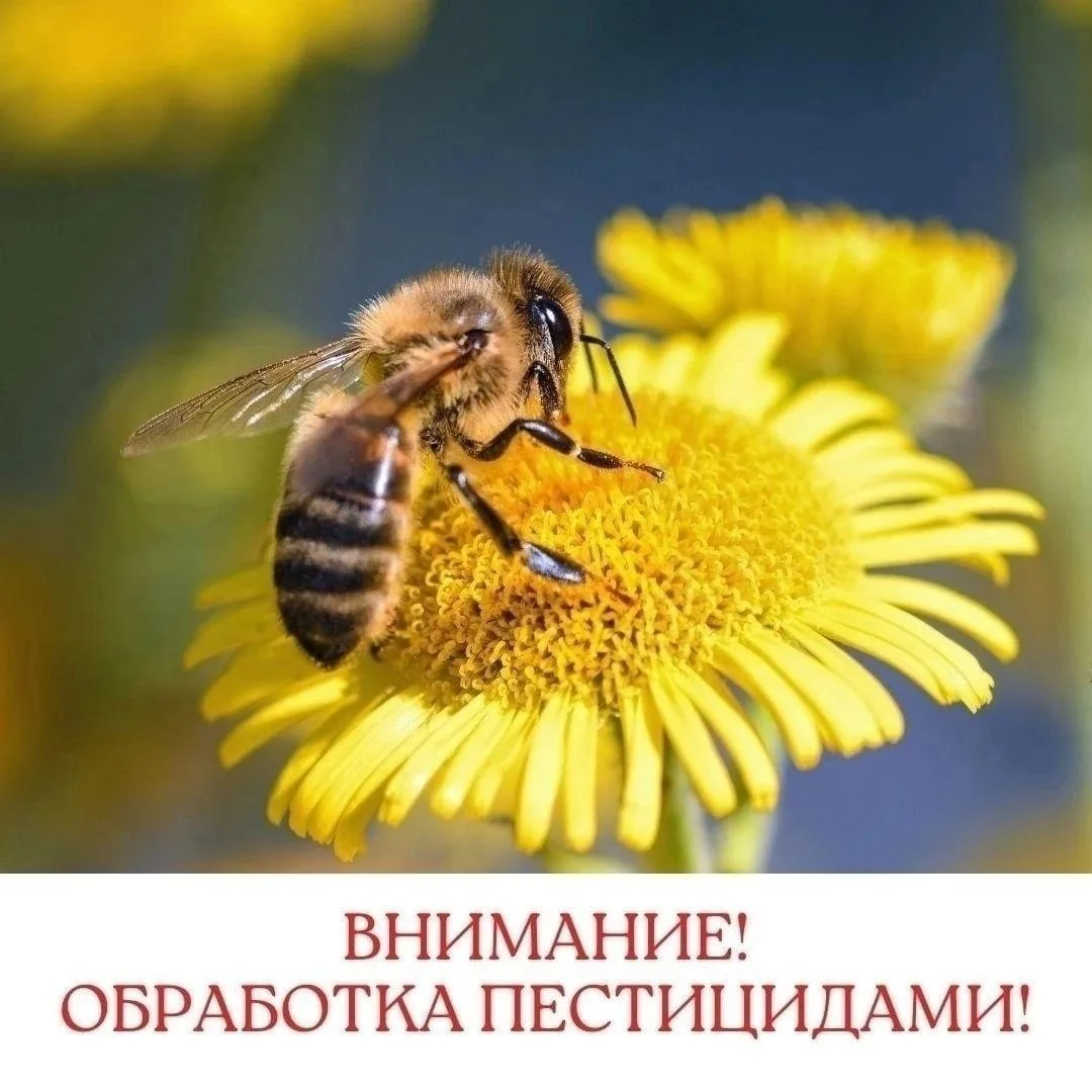 🐝 ВНИМАНИЕ, ПЧЕЛОВОДЫ! Важная информация об обработке полей! 🐝

Публикуем информацию об обработке 