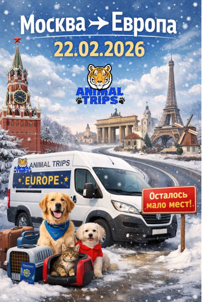 🚐🐾 Москва → Европа | Выезд 22.02.2026 | Осталось очень мало мест!