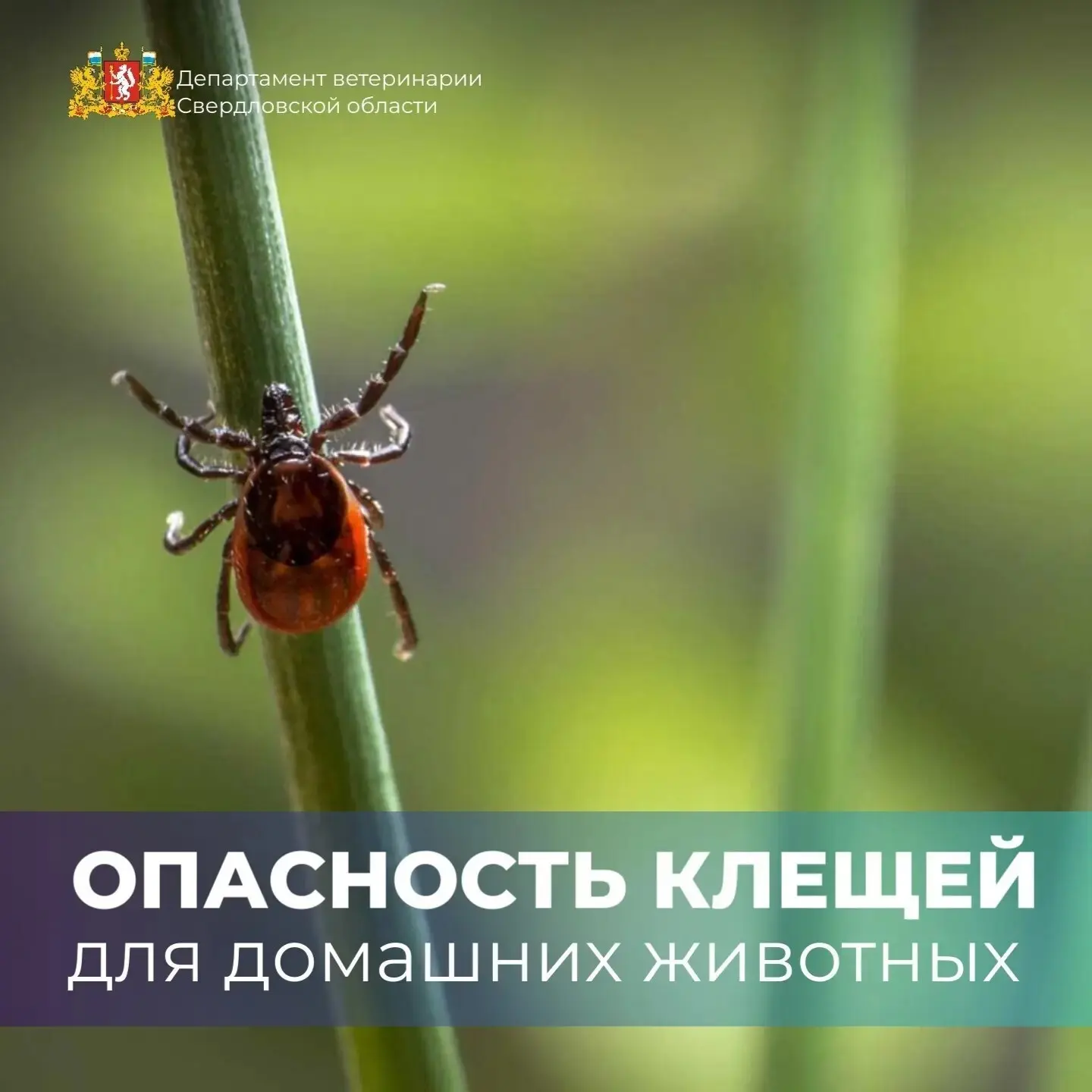 🕷️ Сезон клещей: как защитить питомца и что делать при укусе