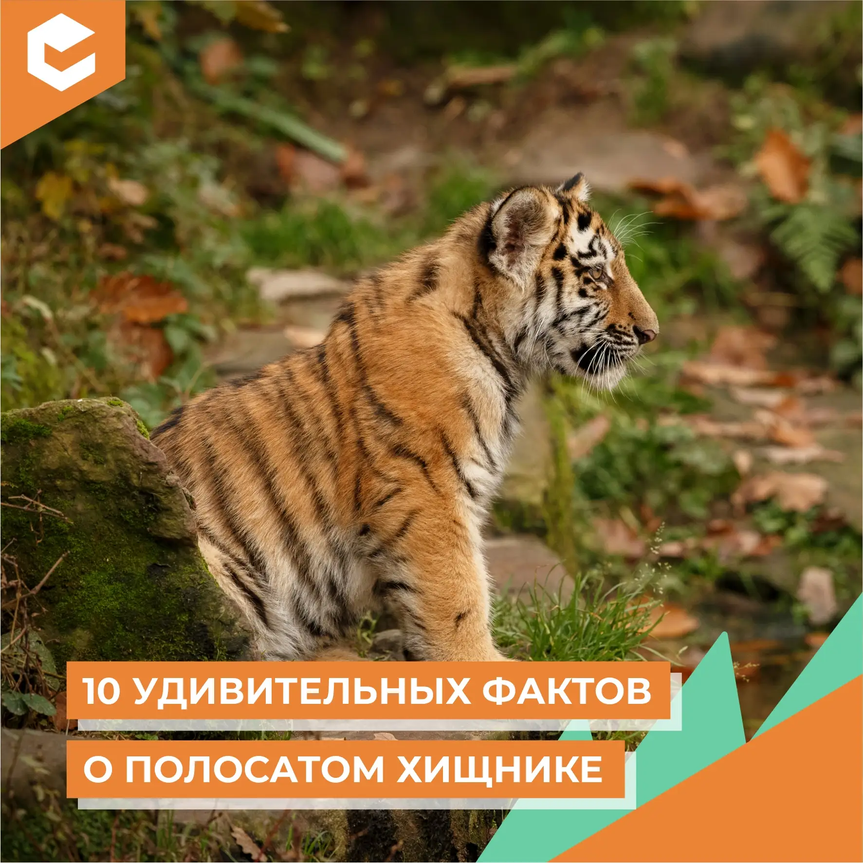 Амурский тигр – не просто символ Дальнего Востока. Это уникальный хищник, способный выживать в лютые