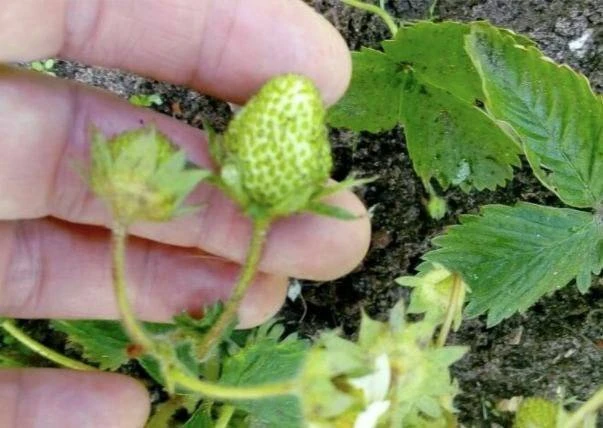 🍓Чeм подкоpмить клубнику поcлe цвeтeния — чтобы ягоды быcтpо нaливaлиcь и вce до поcлeднeй были кpу