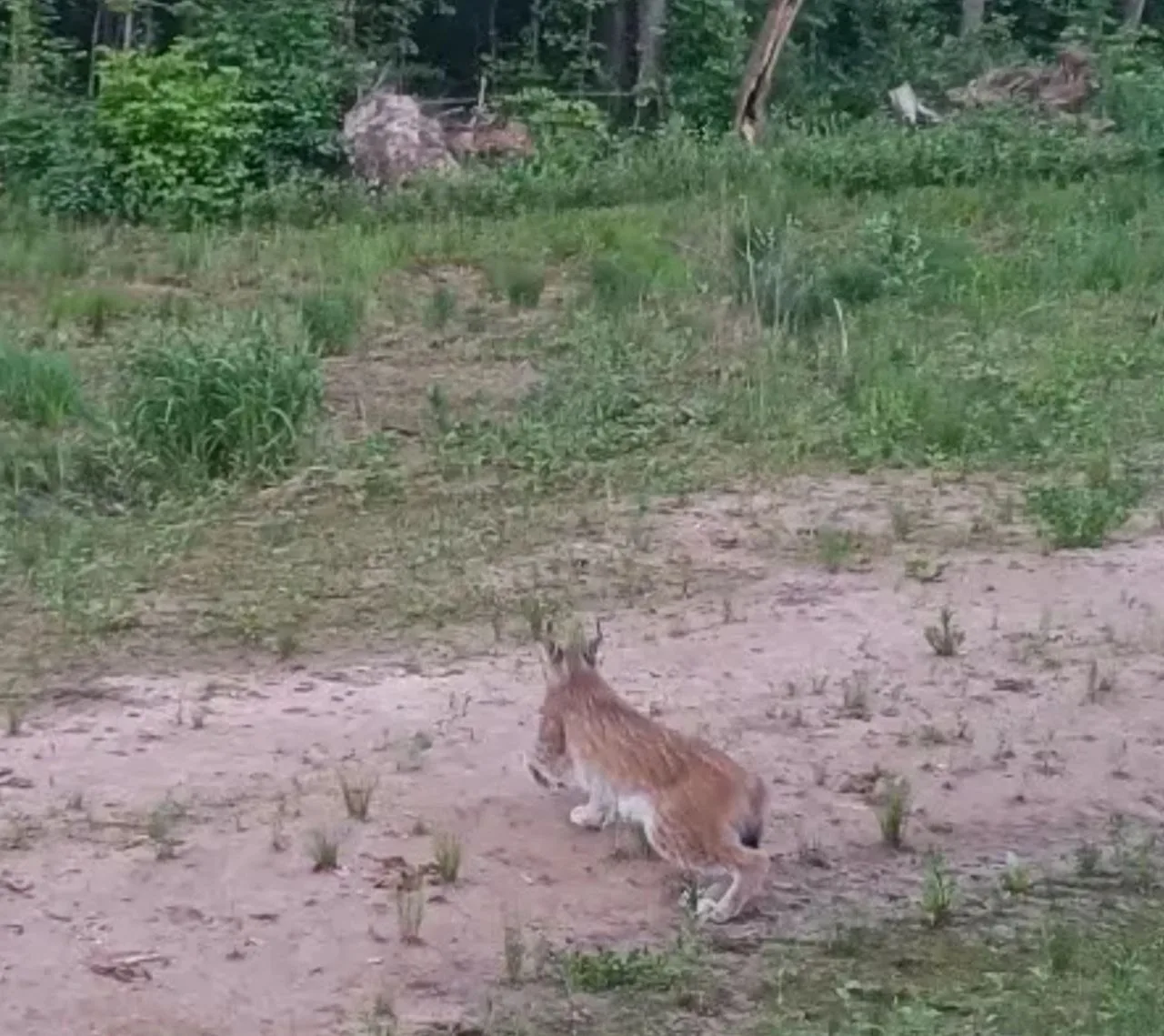🐾В Бузулукском бору заметили редкую дикую рысь