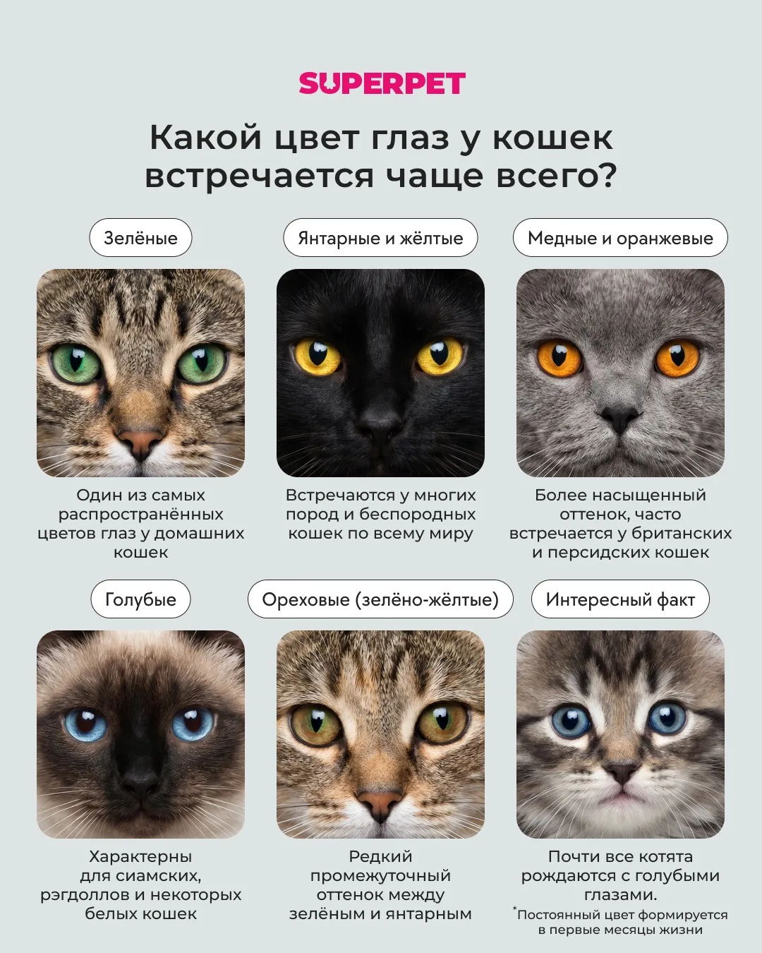 Какой цвет глаз у кошек встречается чаще всего?