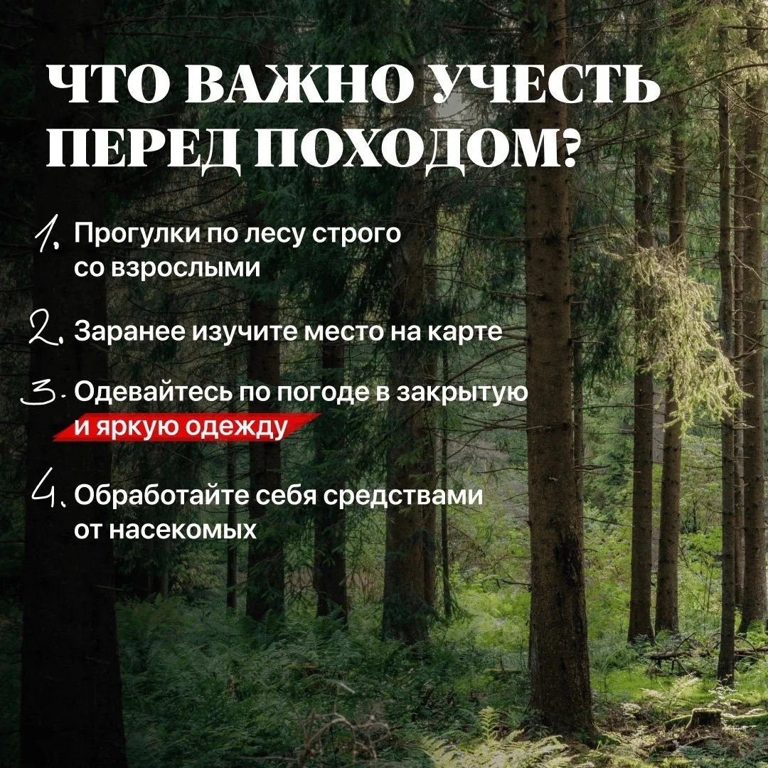 Летом многие семьями выбираются в лес — за грибами, ягодами и чистым воздухом. 

🌿Чтобы такой отдых