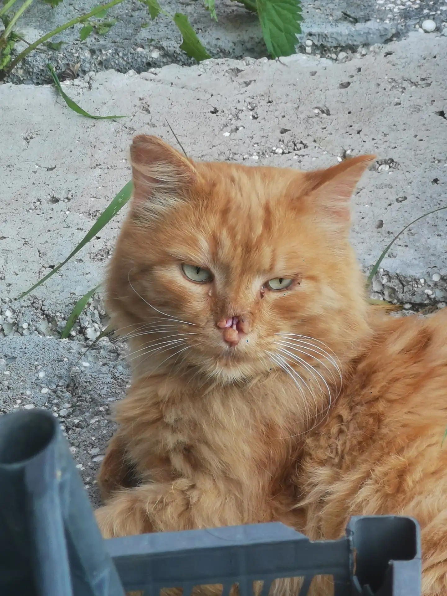 Хозяев кота без носа ищут в Ревде. Не знаете, чей может быть?