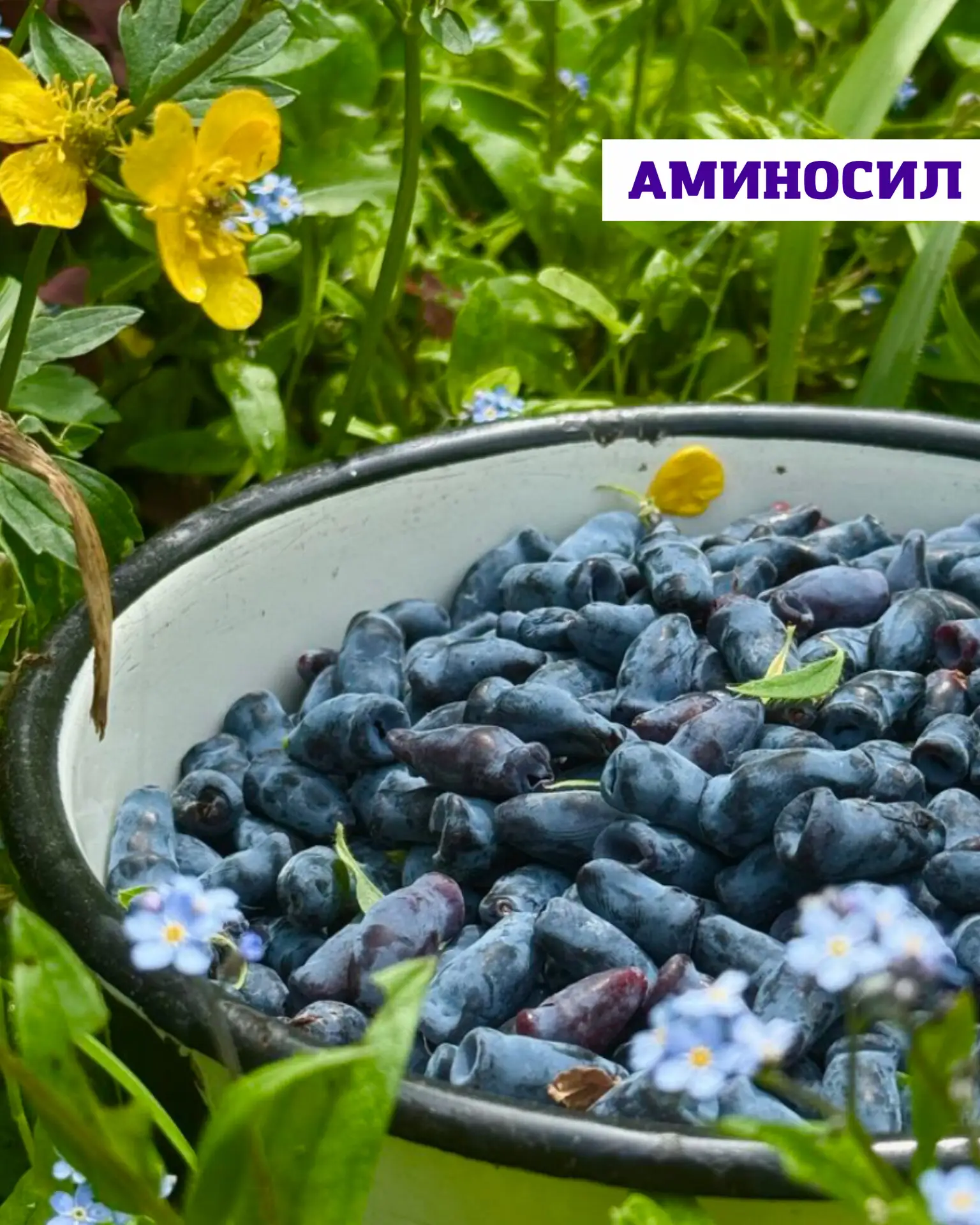 🫐Жимолость — это неприхотливая, вкусная и очень полезная ягода.   Она хорошо подходит для большинств