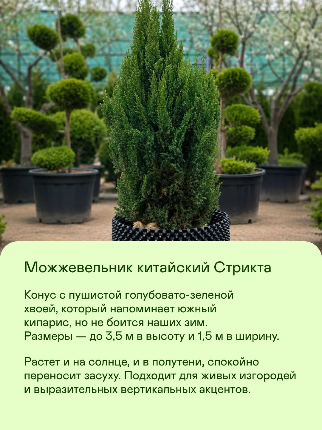 Друзья, а вы все знаете про туи и можжевельники!?
Для меня это новая и неизведанная стихия. Только т