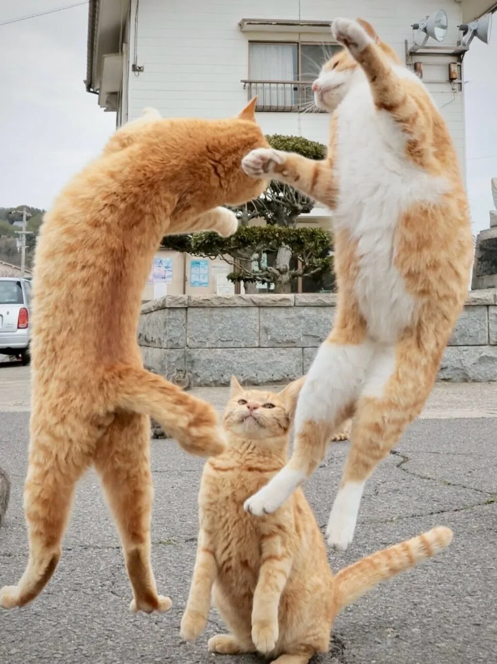 Балет де'Рыжуа 🐈