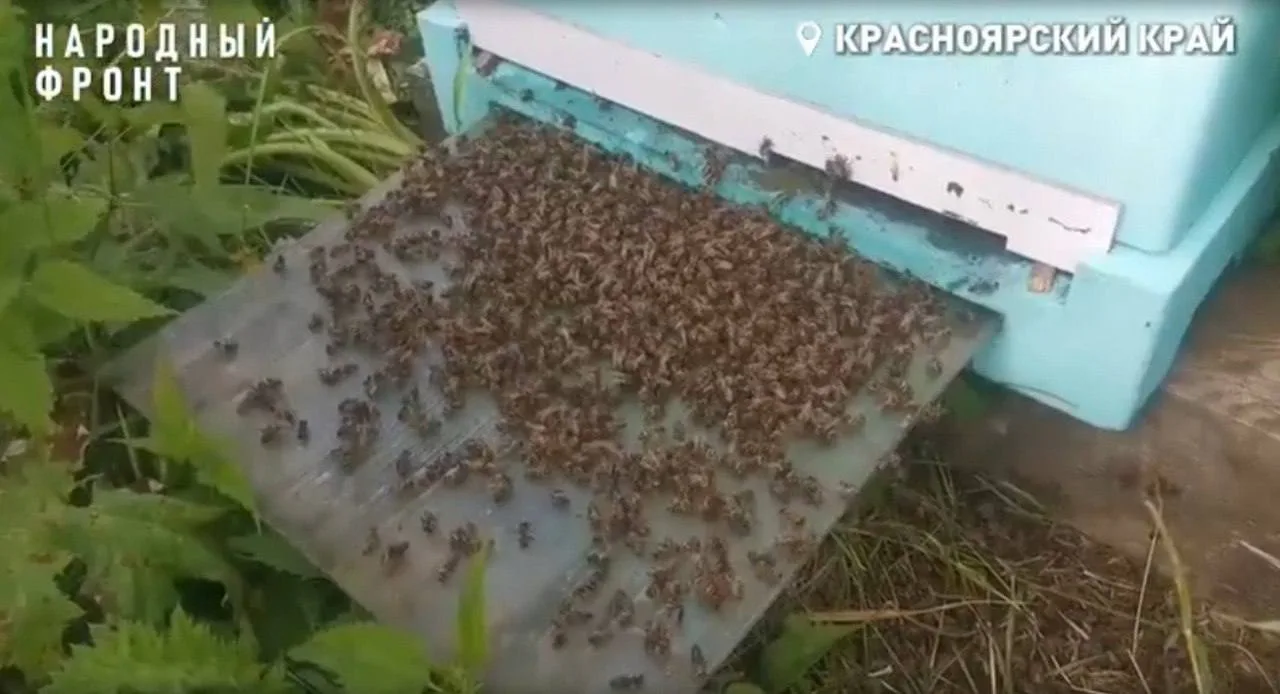 😱«Химическая атака» на пасеку: 20 млн пчёл погибли в Красноярском крае