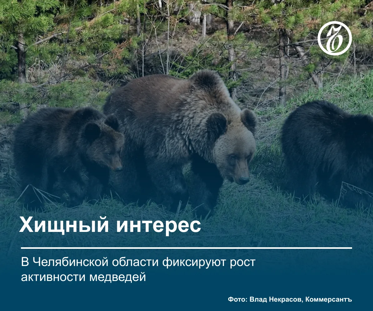 В Челябинской области очевидцы сообщают о медведях, выходящих к садам и на популярные т...
