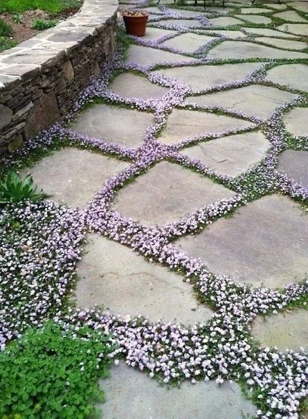 🌸 Цветущие почвопокровные — украшение садовых дорожек! 🌸

Хотите добавить изюминку к садовым дорож