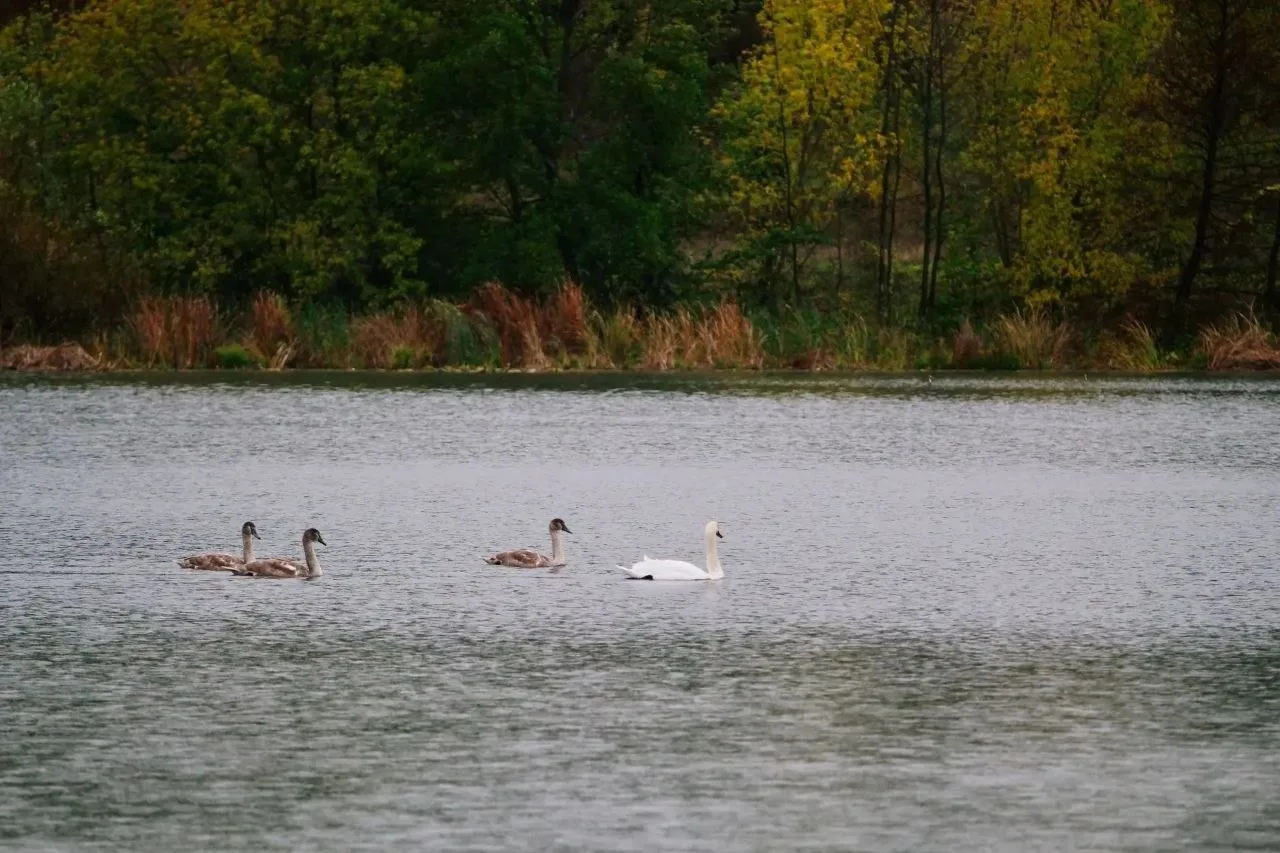 🦢 На Сызранку снова вернулись лебеди и утки