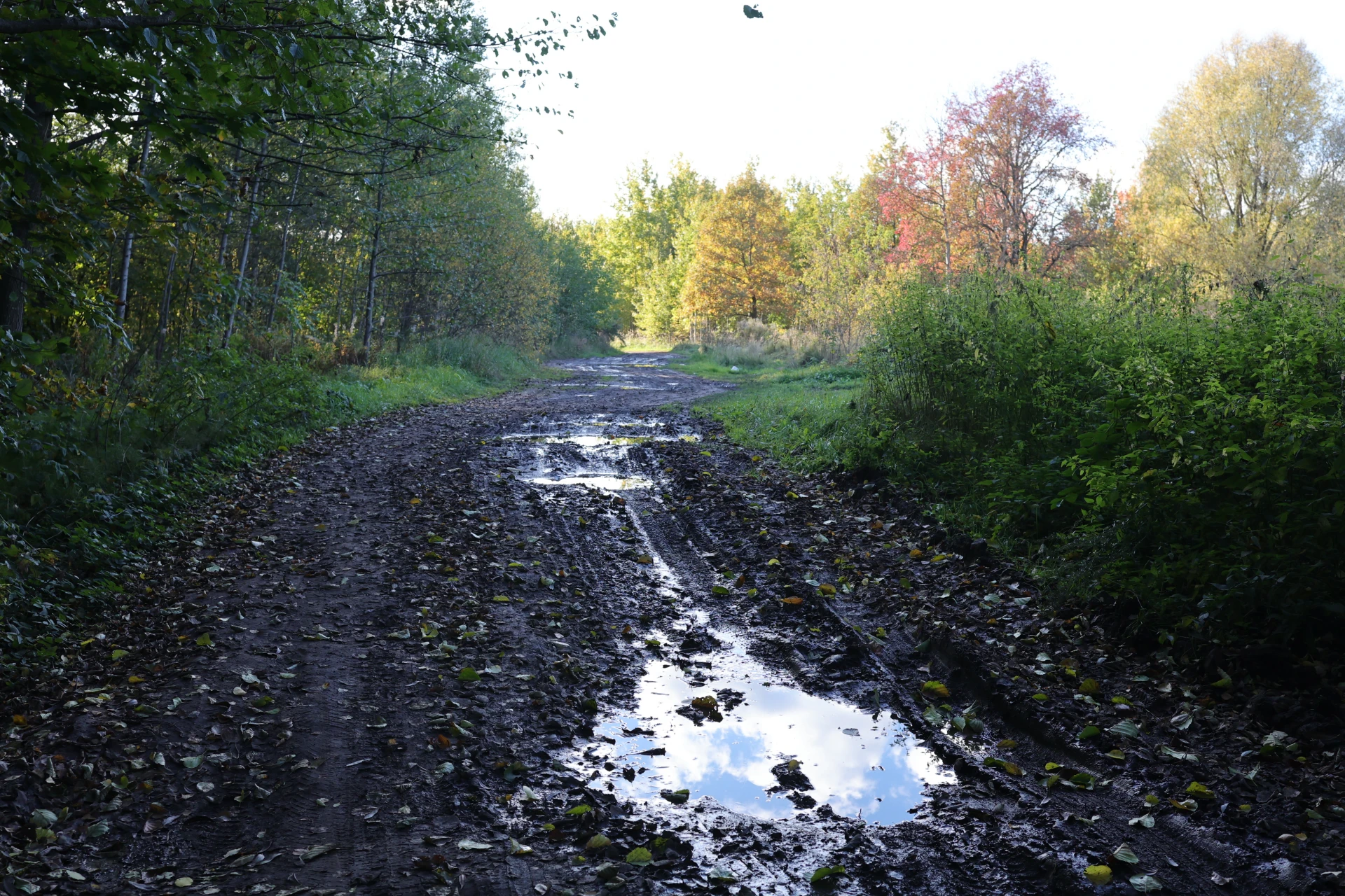 шикарная лужа.в окружении не менее шикарной грязи