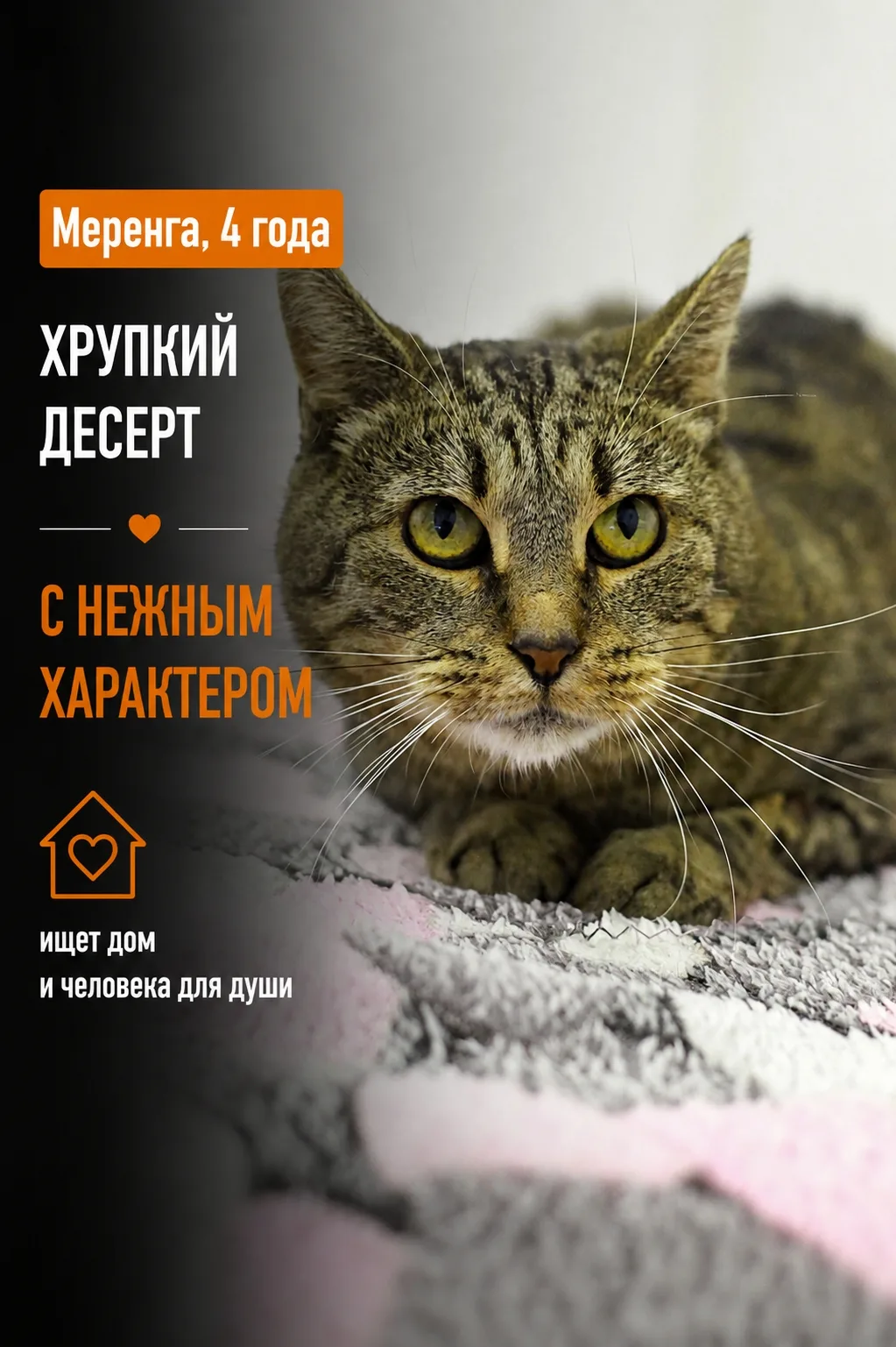Знакомьтесь, наша новая подопечная — трепетная кошечка с самым десертным именем Меренга!